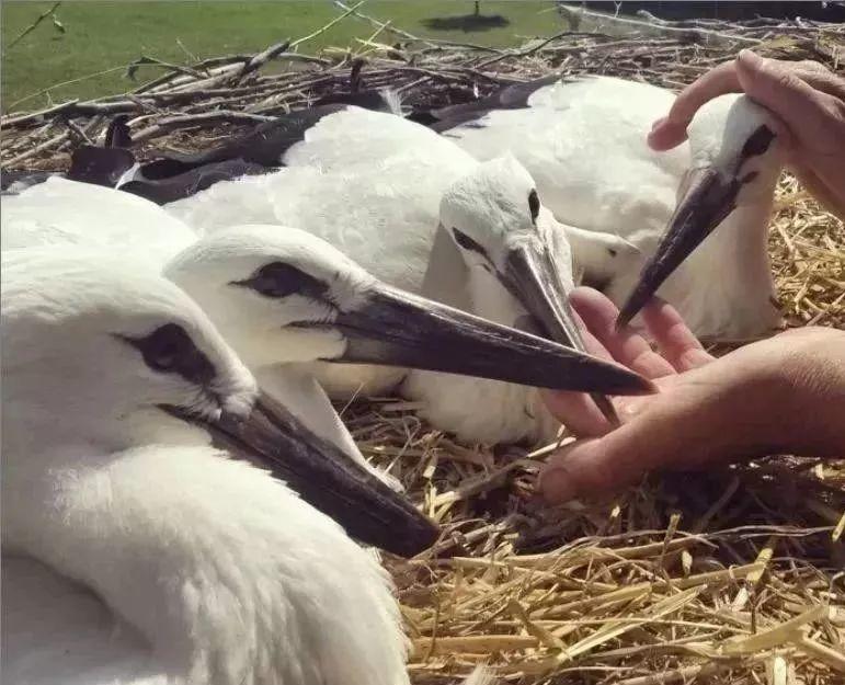 和情人异地17年，每年飞13000公里相见，却在情人生子后离开！这个“负心汉”看哭了全世界…… 