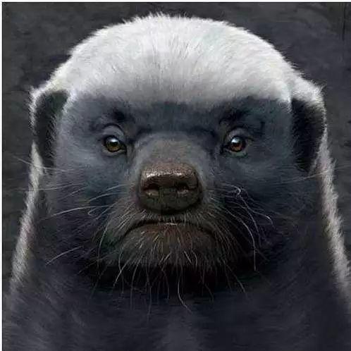 话说平头哥：生死看淡、不服就干！ 