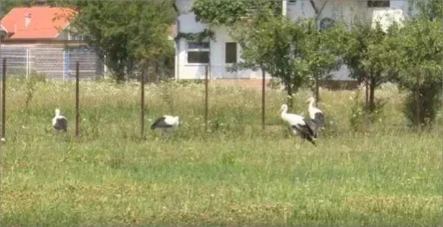 和情人异地17年，每年飞13000公里相见，却在情人生子后离开！这个“负心汉”看哭了全世界…… 