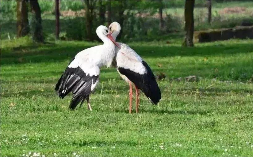 和情人异地17年，每年飞13000公里相见，却在情人生子后离开！这个“负心汉”看哭了全世界…… 