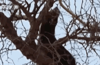 话说平头哥：生死看淡、不服就干！ 