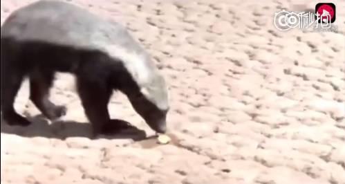 话说平头哥：生死看淡、不服就干！ 