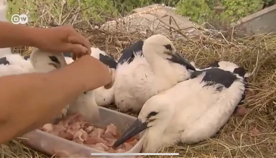 和情人异地17年，每年飞13000公里相见，却在情人生子后离开！这个“负心汉”看哭了全世界…… 