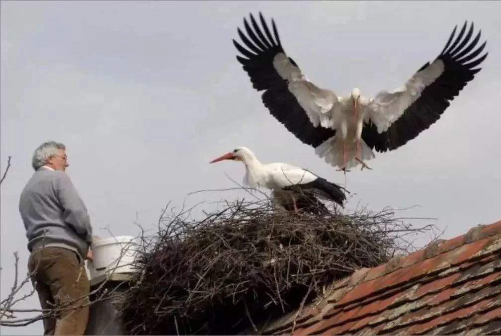 和情人异地17年，每年飞13000公里相见，却在情人生子后离开！这个“负心汉”看哭了全世界…… 