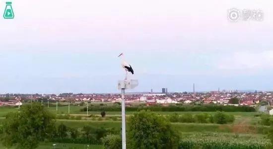 和情人异地17年，每年飞13000公里相见，却在情人生子后离开！这个“负心汉”看哭了全世界…… 