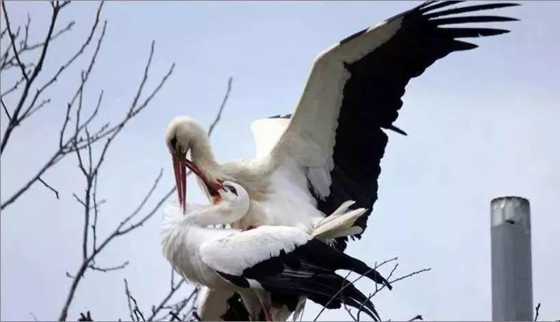 和情人异地17年，每年飞13000公里相见，却在情人生子后离开！这个“负心汉”看哭了全世界…… 