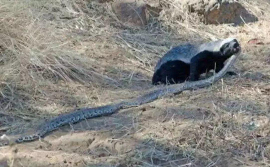 话说平头哥：生死看淡、不服就干！ 