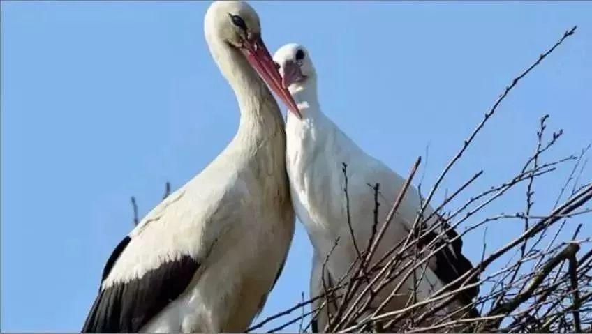 和情人异地17年，每年飞13000公里相见，却在情人生子后离开！这个“负心汉”看哭了全世界…… 