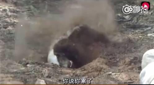 话说平头哥：生死看淡、不服就干！ 