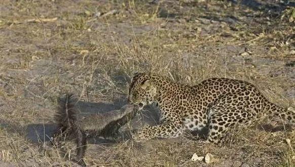 话说平头哥：生死看淡、不服就干！ 