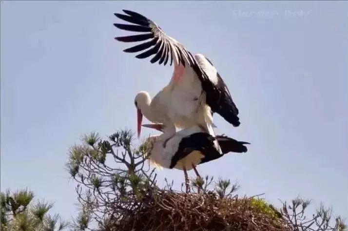 和情人异地17年，每年飞13000公里相见，却在情人生子后离开！这个“负心汉”看哭了全世界…… 