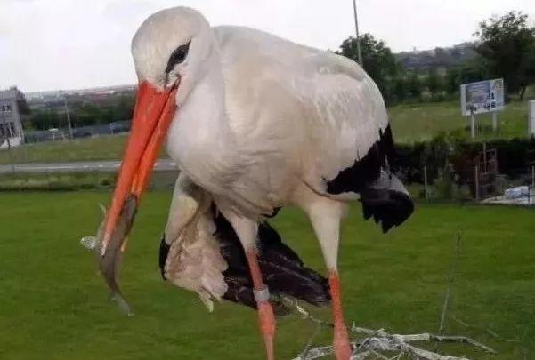 和情人异地17年，每年飞13000公里相见，却在情人生子后离开！这个“负心汉”看哭了全世界…… 