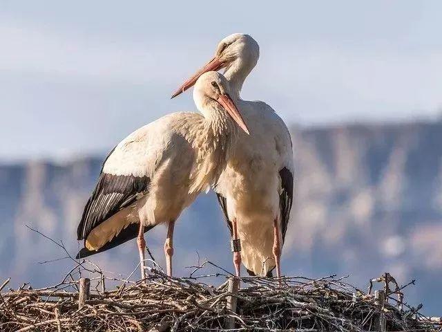 和情人异地17年，每年飞13000公里相见，却在情人生子后离开！这个“负心汉”看哭了全世界…… 