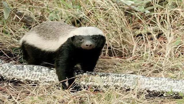 话说平头哥：生死看淡、不服就干！ 