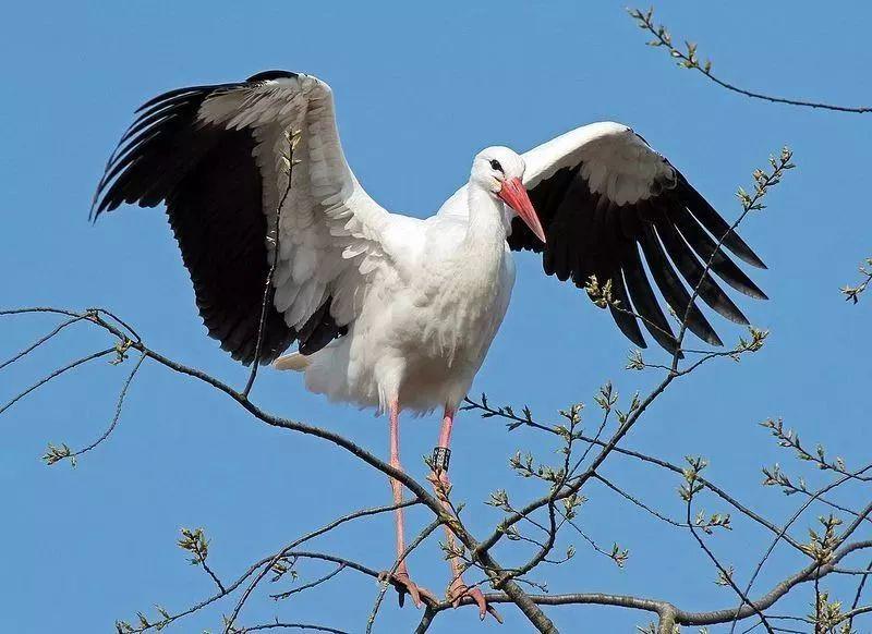 和情人异地17年，每年飞13000公里相见，却在情人生子后离开！这个“负心汉”看哭了全世界…… 