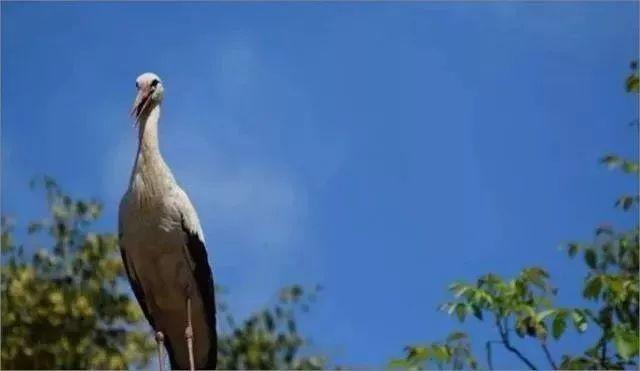 和情人异地17年，每年飞13000公里相见，却在情人生子后离开！这个“负心汉”看哭了全世界…… 