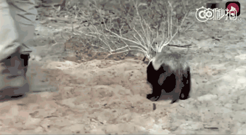 话说平头哥：生死看淡、不服就干！ 