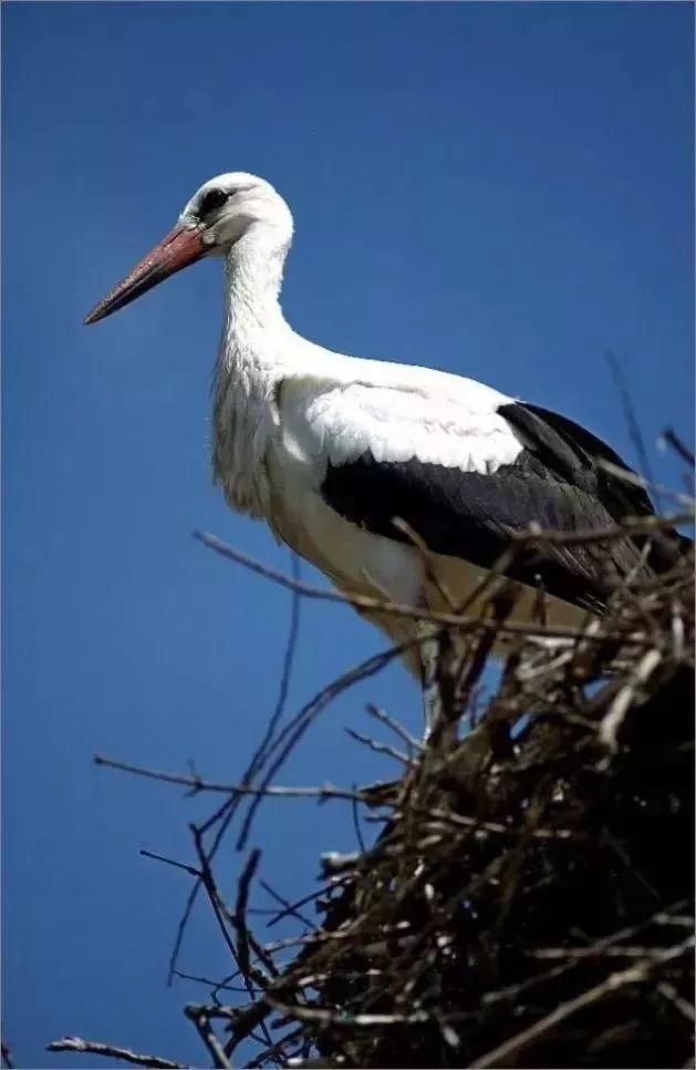 和情人异地17年，每年飞13000公里相见，却在情人生子后离开！这个“负心汉”看哭了全世界…… 