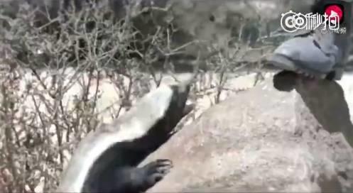 话说平头哥：生死看淡、不服就干！ 