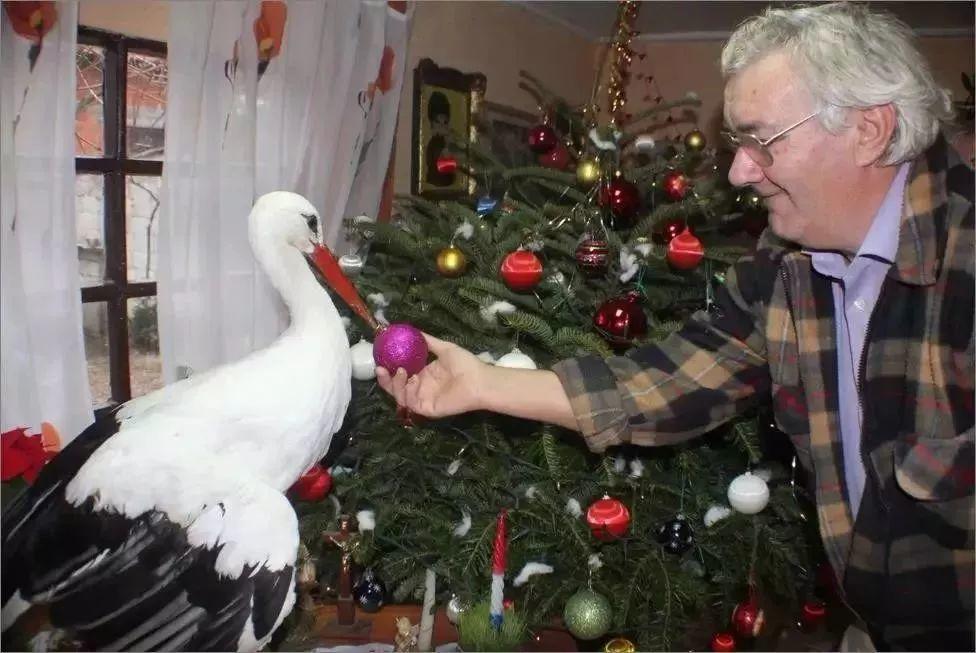 和情人异地17年，每年飞13000公里相见，却在情人生子后离开！这个“负心汉”看哭了全世界…… 