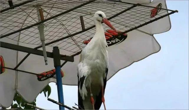 和情人异地17年，每年飞13000公里相见，却在情人生子后离开！这个“负心汉”看哭了全世界…… 