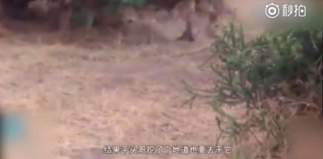 话说平头哥：生死看淡、不服就干！ 