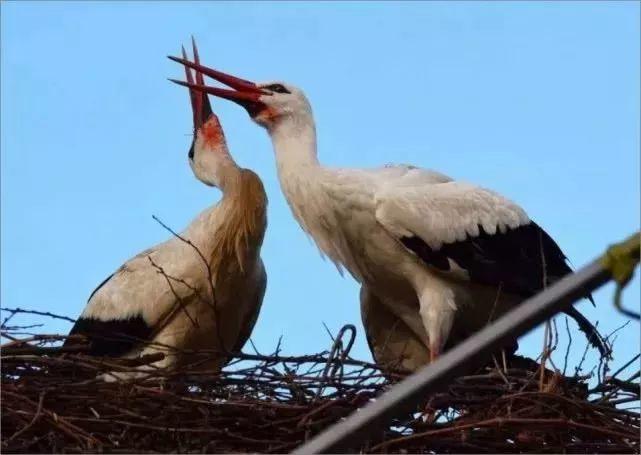 和情人异地17年，每年飞13000公里相见，却在情人生子后离开！这个“负心汉”看哭了全世界…… 