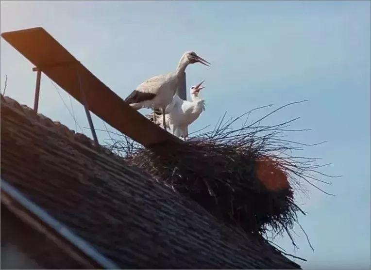 和情人异地17年，每年飞13000公里相见，却在情人生子后离开！这个“负心汉”看哭了全世界…… 