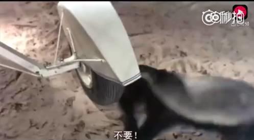 话说平头哥：生死看淡、不服就干！ 