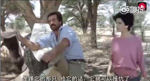 话说平头哥：生死看淡、不服就干！ 